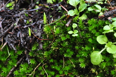 Bryum canariense