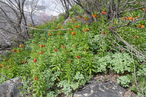 Fritillaria eduardii, photograph 3