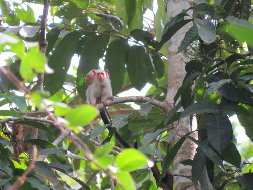 Silvery Marmoset