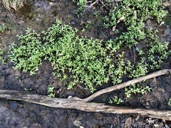Gratiola neglecta