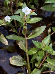 Gratiola neglecta