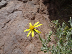 Senecio potosianus