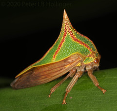 Umbonia spinosa