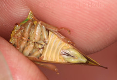 Umbonia spinosa