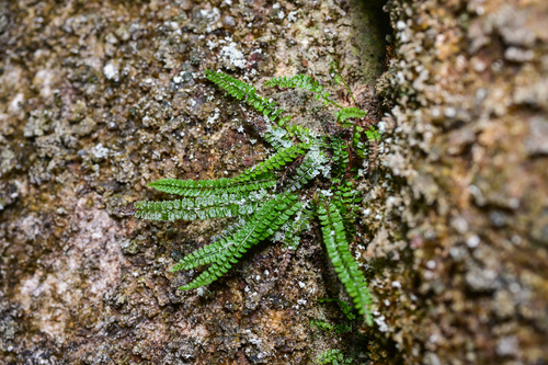 Polystichum lanceolatum observed 2026-03-09