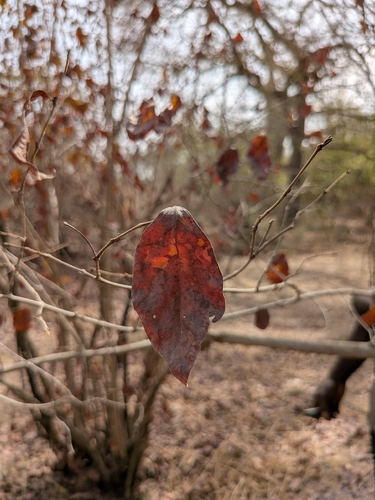 Combretum micranthum