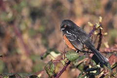 Pipilo maculatus oregonus