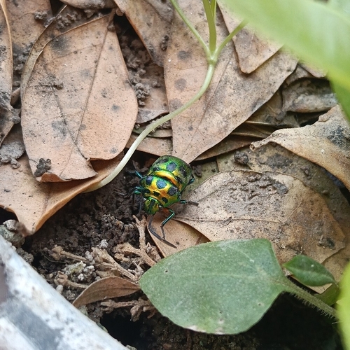Lychee Shield Bug