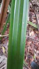 Pandanus longistylus