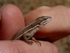 Takydromus wolteri
