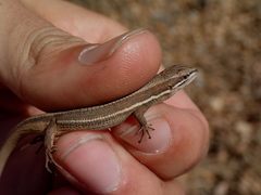 Takydromus wolteri