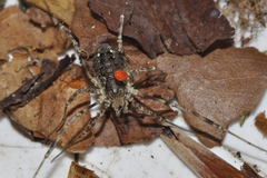 Oligolophus hanseni