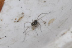 Megabunus diadema