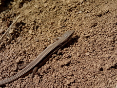 Takydromus wolteri