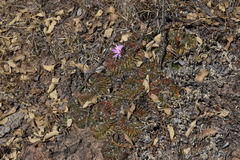 Echinofossulocactus lamellosus