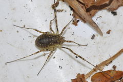 Oligolophus hanseni