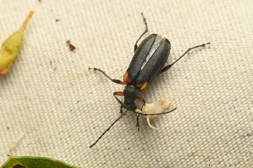 Cortodera cubitalis photo 4