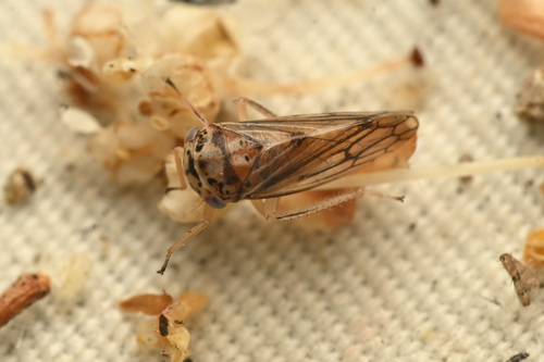 Oncopsis lata