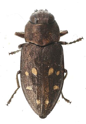 Drummond's Flathead Fir Borer