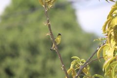 Spinus psaltria