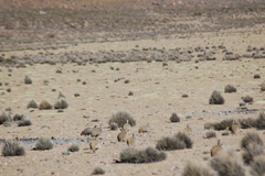 Tinamotis pentlandii
