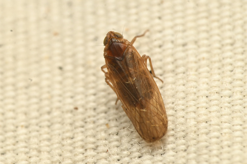Juniperthia succinea