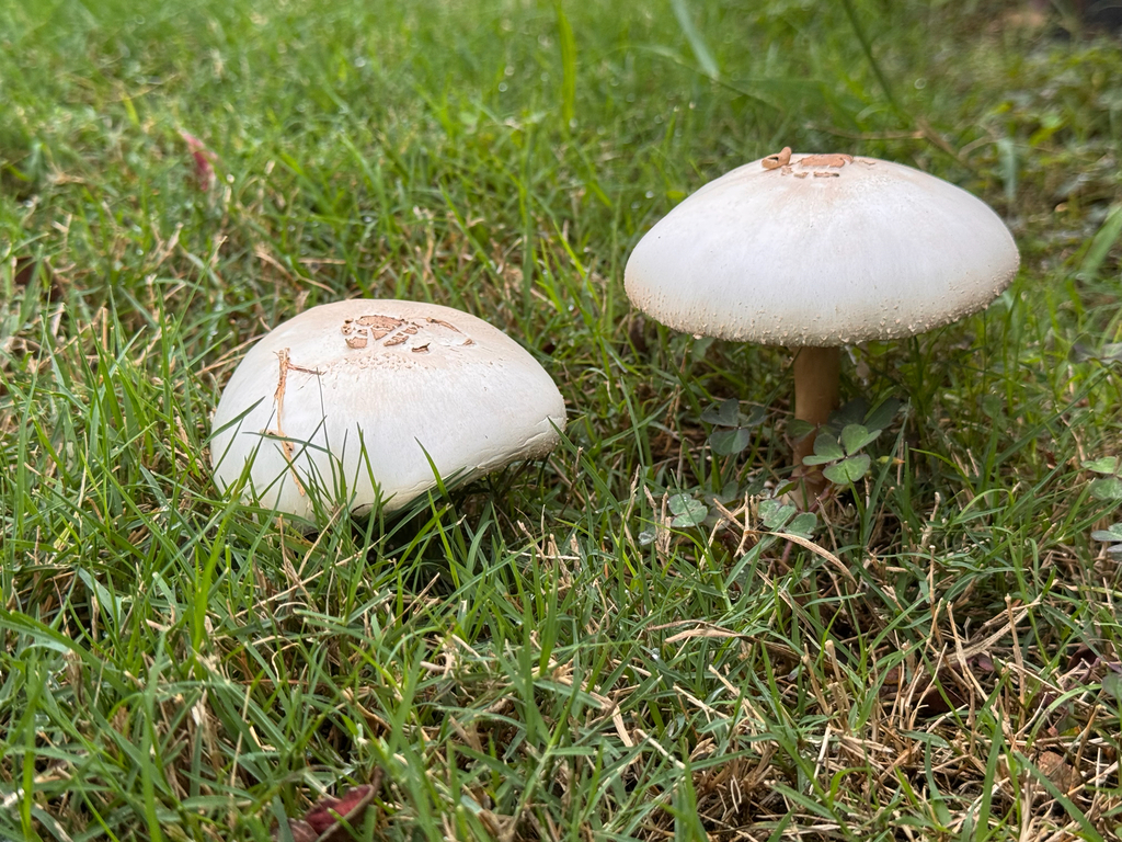 Chlorophyllum molybdites · April 2026 · photo: © kegargar (iNaturalist, cc-by)