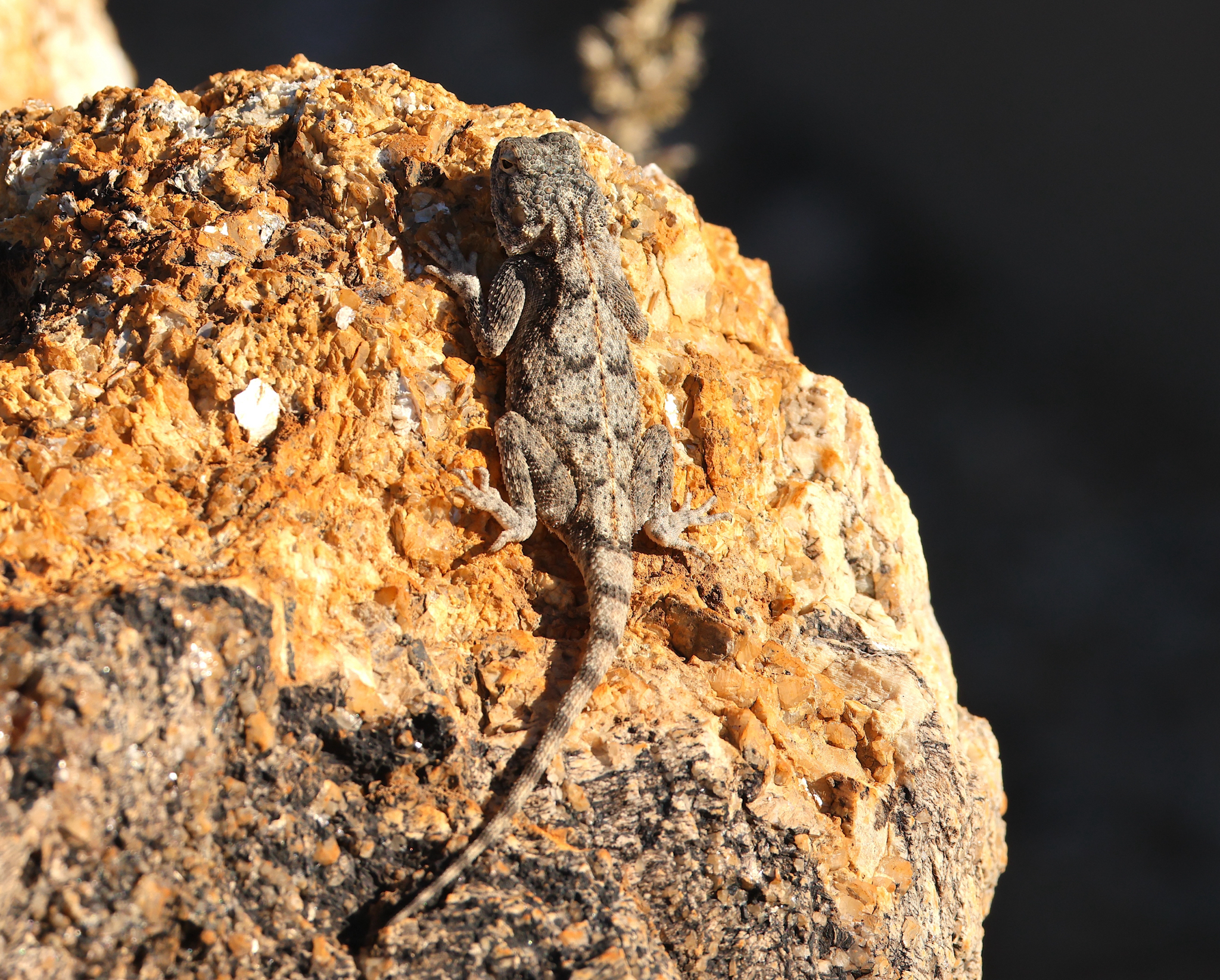 Agama anchietae Bocage, 1896