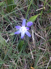 Scilla forbesii