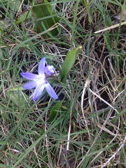 Scilla forbesii