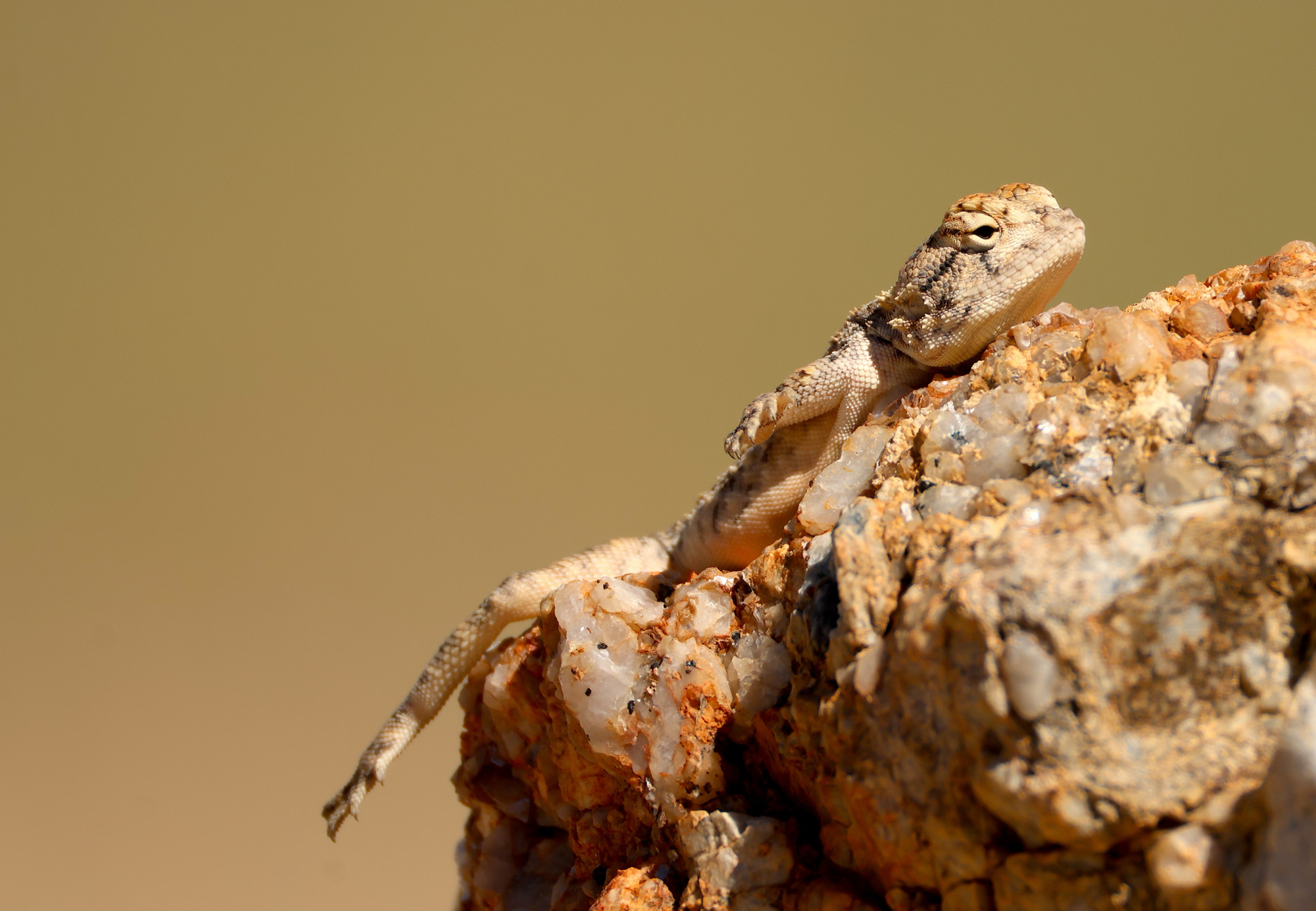 Agama anchietae Bocage, 1896