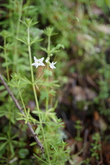 Lithophragma heterophyllum