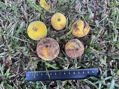 Sandoricum koetjape