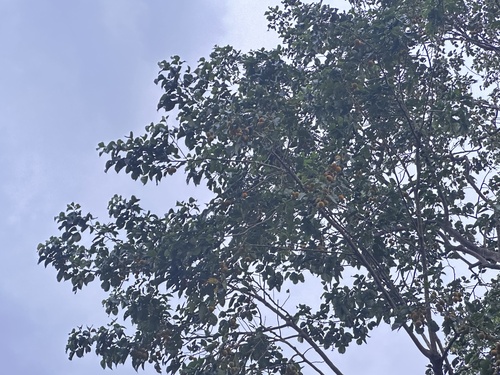 Sandoricum koetjape, photograph 1