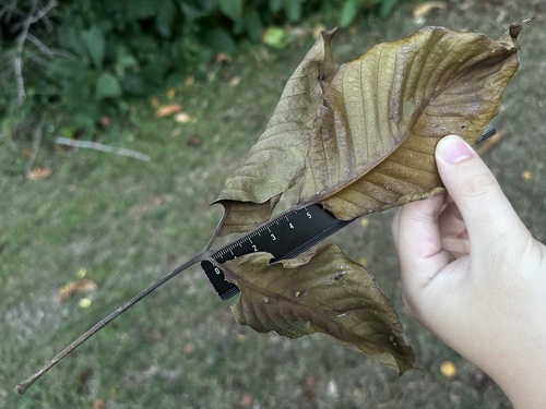 Sandoricum koetjape, photograph 2