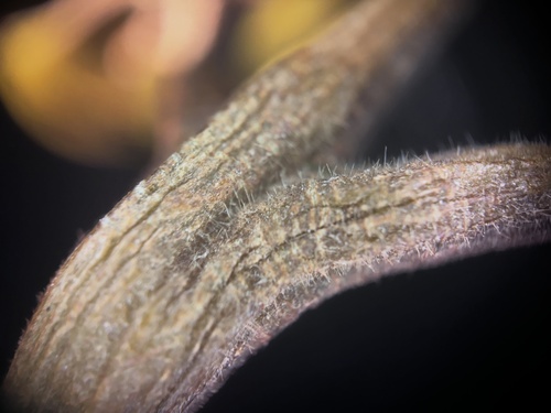 Sandoricum koetjape, photograph 3