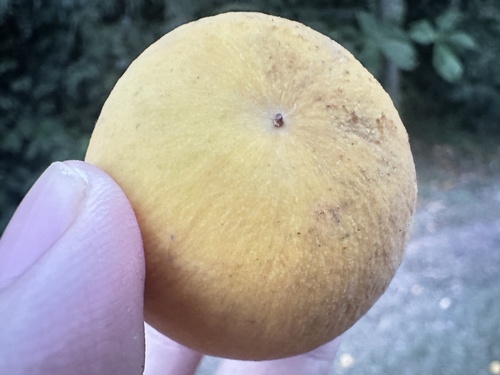 Sandoricum koetjape, photograph 4