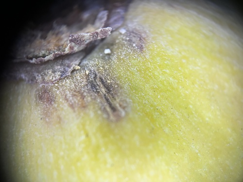 Sandoricum koetjape, photograph 6