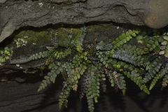 Blechnum blechnoides