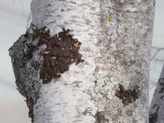 Melanohalea septentrionalis