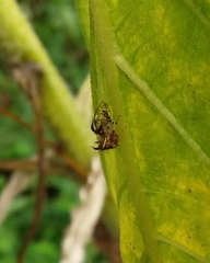 Cyphonia trifida