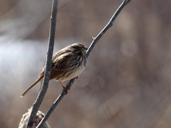 Melospiza melodia image