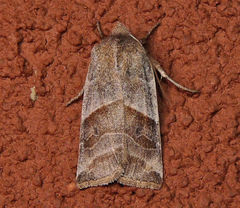 Eupsilia devia
