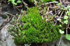 Vinealobryum vineale