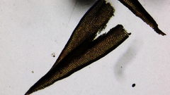 Vinealobryum vineale