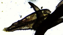 Vinealobryum vineale