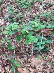 Rubus phoenicolasius