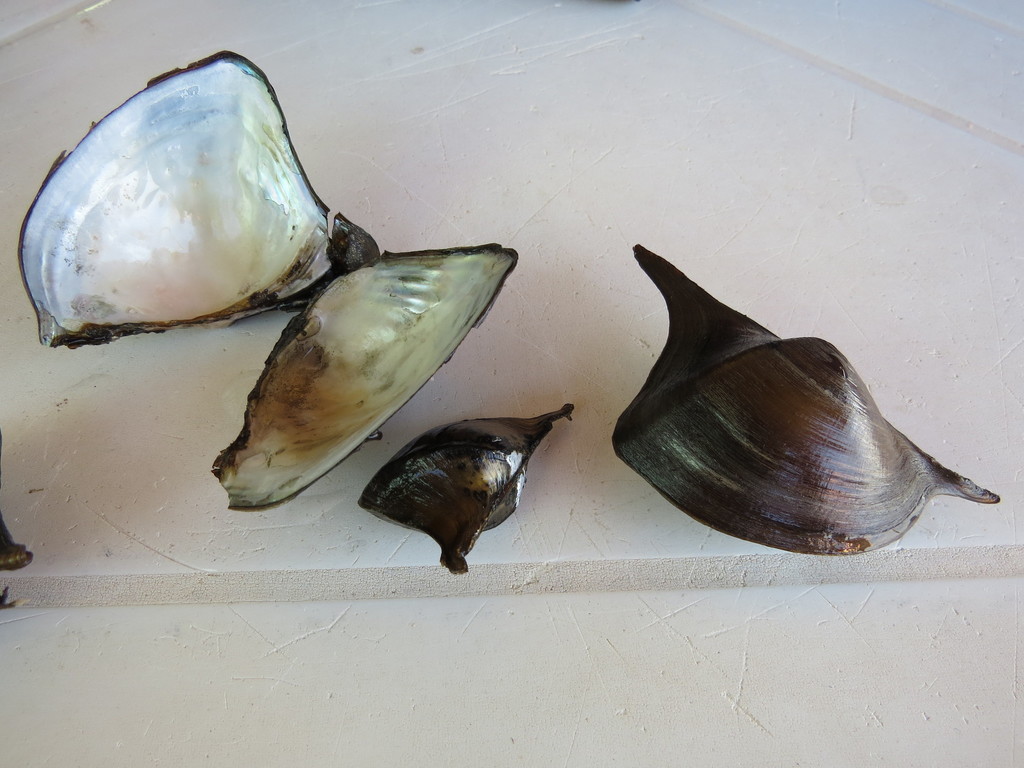 Prisodon syrmatophorus
