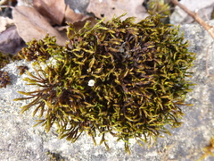 Orthotrichum diaphanum