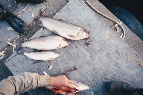 Broad whitefish (Coregonus nasus) — Salmonidae — 4
